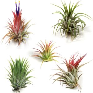 Air Plants