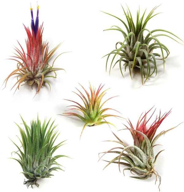 Air Plants